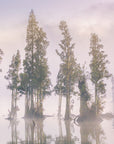 Lake Brunner
