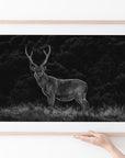 Sambar Deer