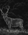 Sambar Deer