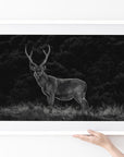 Sambar Deer