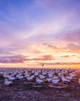 Cape Kidnappers