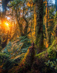 Tararua Ranges
