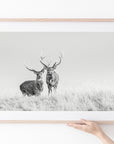 Sika Deer (02)