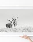 Sika Deer (02)