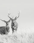 Sika Deer (02)