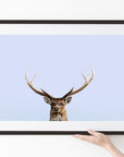 Sika Deer