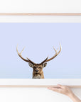 Sika Deer