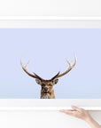 Sika Deer