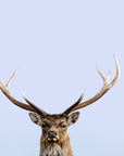Sika Deer