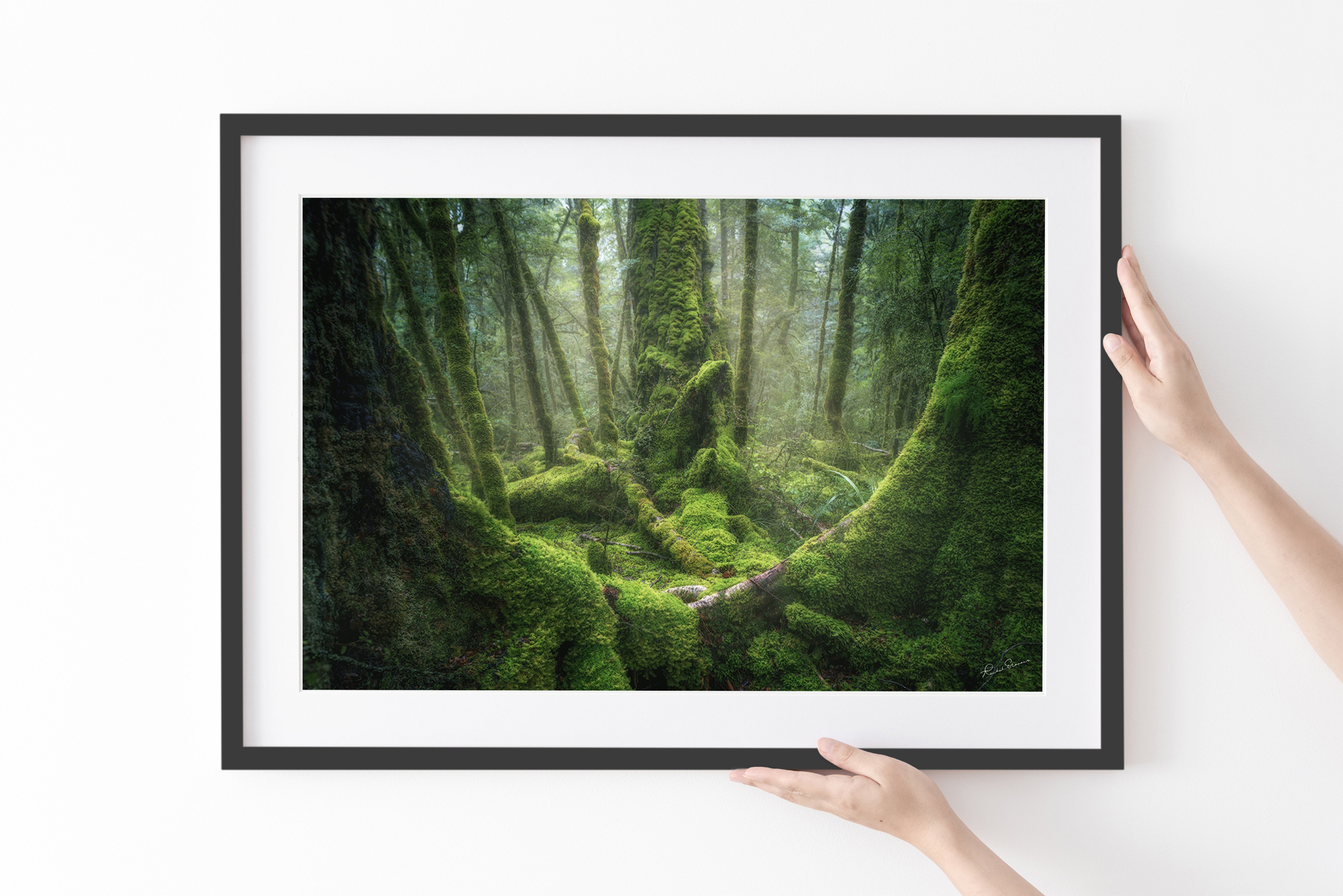 Goblin Forest, Fiordland