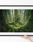 Goblin Forest, Fiordland