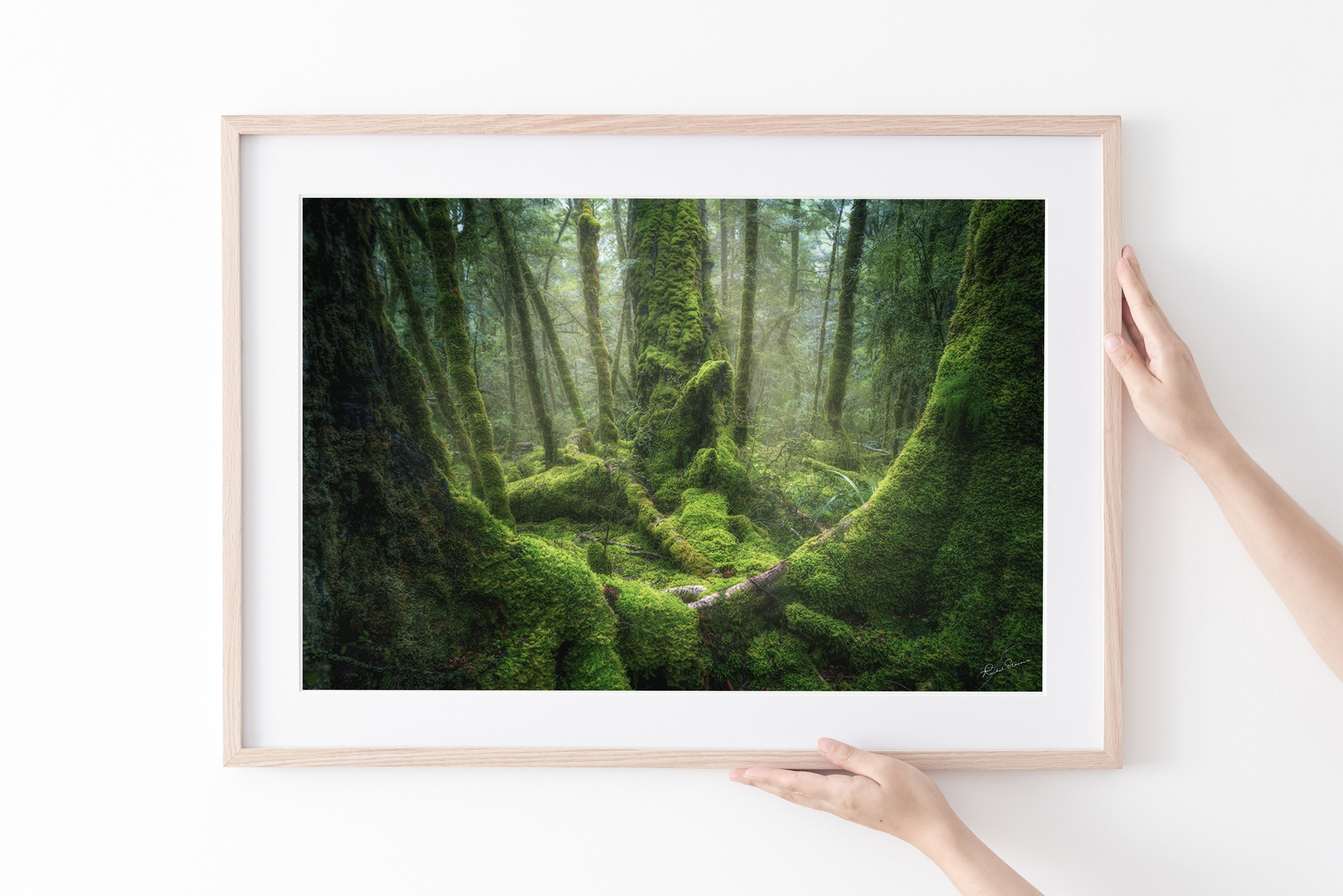 Goblin Forest, Fiordland