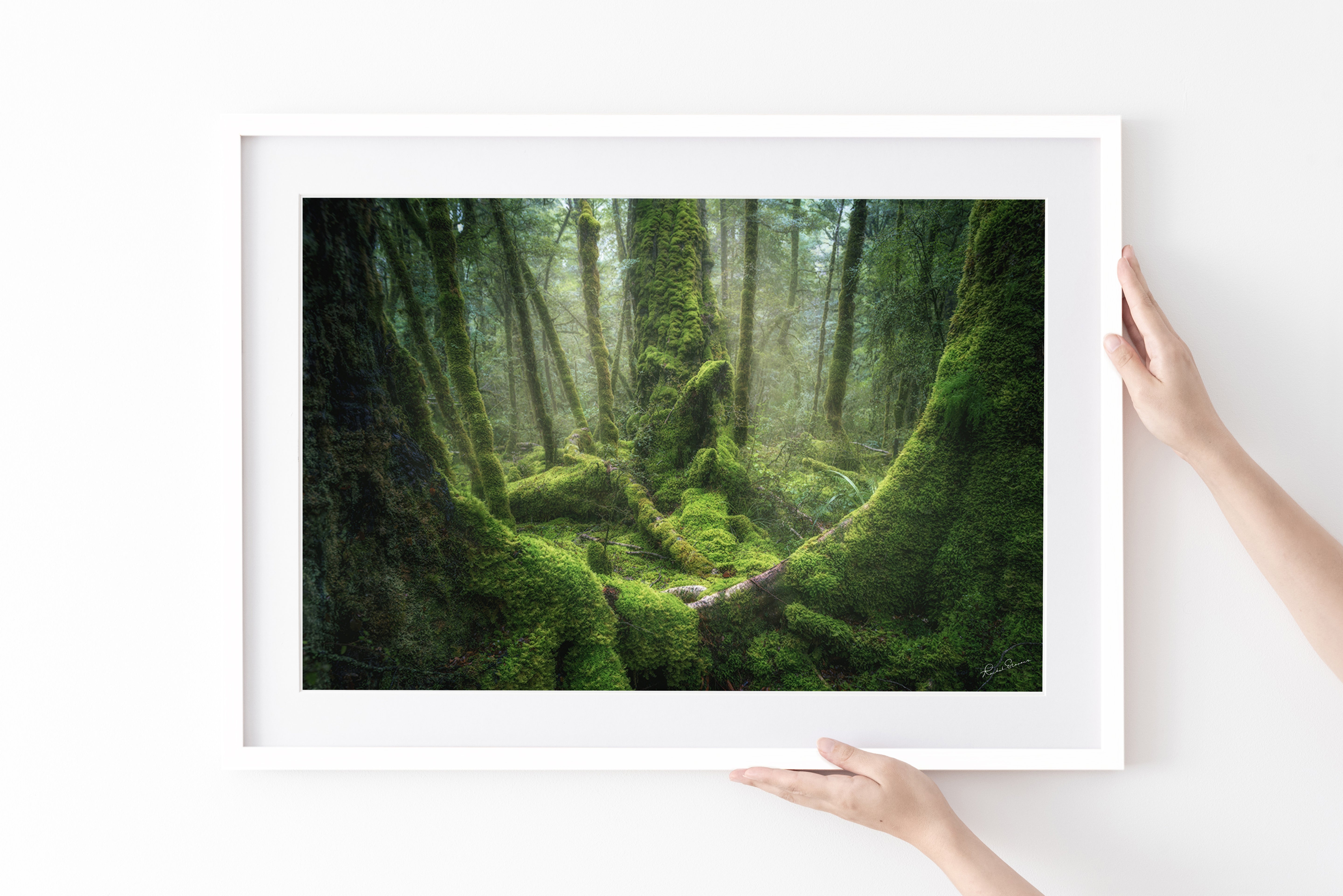 Goblin Forest, Fiordland