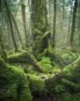 Goblin Forest, Fiordland