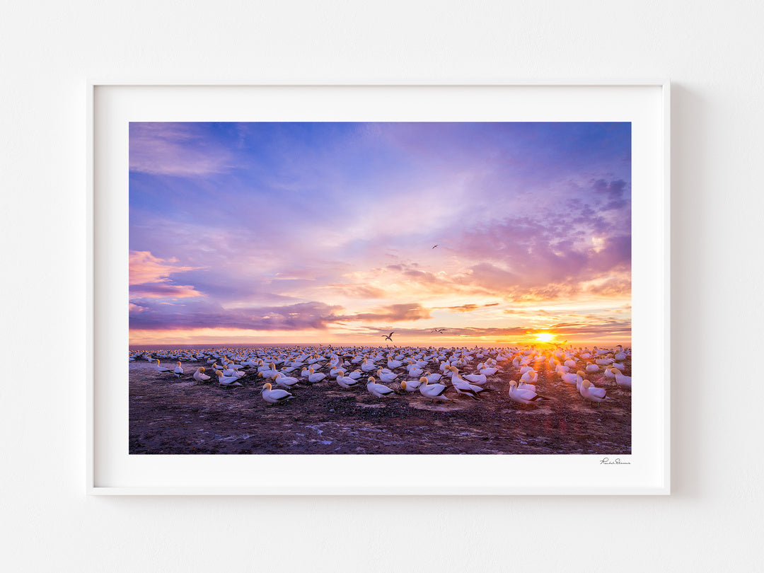 Gannets at Cape Kidnappers beneath a colourful sunset, displayed in a white frame with a white mat.