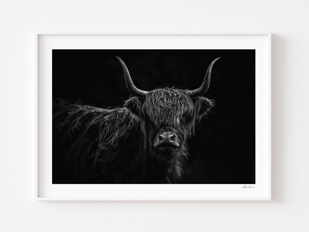 Black and white portrait of Lulu the Highland cow, displayed in a white frame with a white mat.