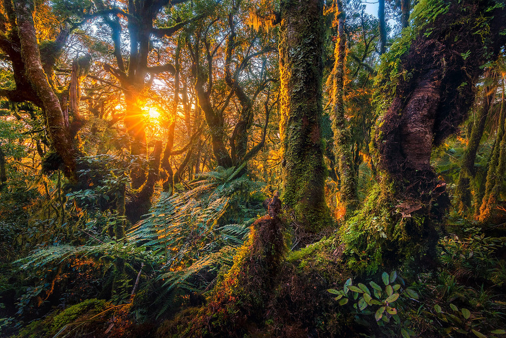 Tararua Ranges – Rachel Stevens Photography